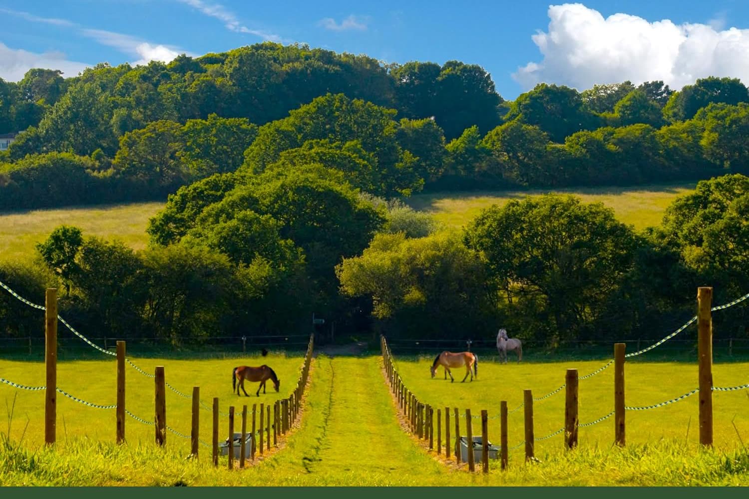A Grazeline polywire fence line in use
